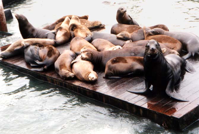 Pier 39