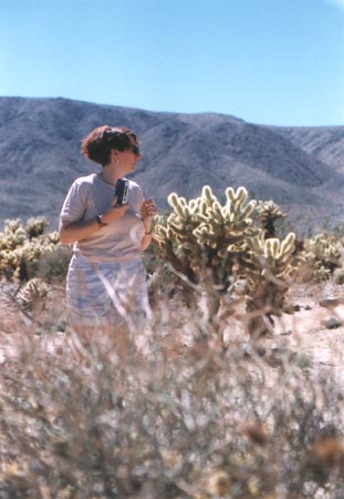 Cholla Gardens im Joshua Tree NP