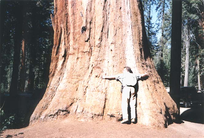 Mein Freund der Baum...